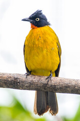 The ruby-throated bulbul (Rubigula dispar), or yellow bulbul, also known as flame throated bulbul is a member of the bulbul