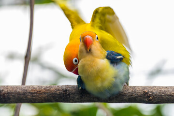 Fischer's lovebird (Agapornis fischeri) is a small parrot species of the genus Agapornis.