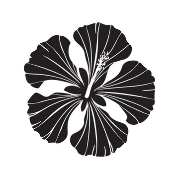 hibiscus flower vector with black and white