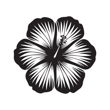 hibiscus flower vector with black and white
