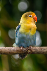 Fischer's lovebird (Agapornis fischeri) is a small parrot species of the genus Agapornis.