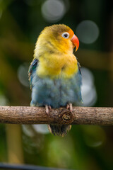Fischer's lovebird (Agapornis fischeri) is a small parrot species of the genus Agapornis.