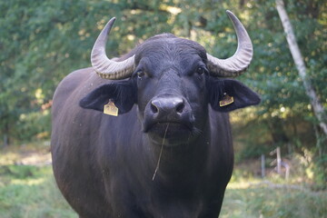 Grasender schwarzer Wasserbüffel mit großen Hörnern steht auf der Weide, Frontal
