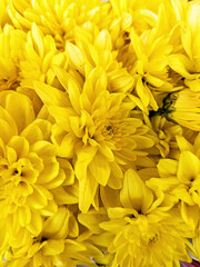 Yellow chrysanthemum flowers blooming in garden. Spring flowers as background