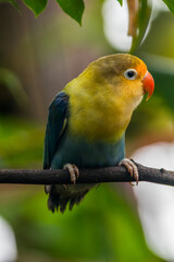 Fischer's lovebird (Agapornis fischeri) is a small parrot species of the genus Agapornis.