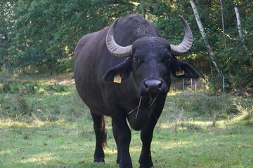 Grasender schwarzer Wasserbüffel mit großen Hörnern steht auf der Weide, Frontal