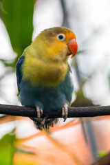 Fischer's lovebird (Agapornis fischeri) is a small parrot species of the genus Agapornis.