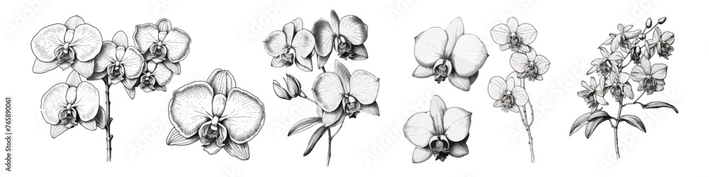 Wall mural hand draw orchids illustration. flower collection.