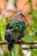 The emerald dove or common emerald dove (Chalcophaps indica), also called Asian emerald dove and grey-capped emerald dove