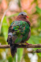 The emerald dove or common emerald dove (Chalcophaps indica), also called Asian emerald dove and grey-capped emerald dove