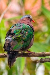 The emerald dove or common emerald dove (Chalcophaps indica), also called Asian emerald dove and grey-capped emerald dove