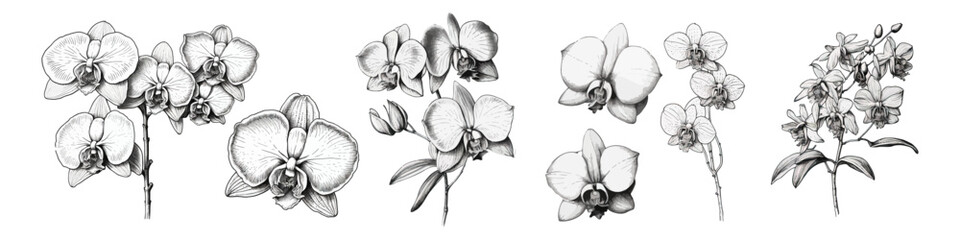 Hand draw orchids illustration. Flower collection.