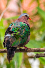 The emerald dove or common emerald dove (Chalcophaps indica), also called Asian emerald dove and grey-capped emerald dove