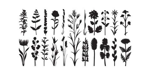 Wild meadow herbs flowering flowers Vector Silhouettes Collections Vector Art Illustration - obrazy, fototapety, plakaty