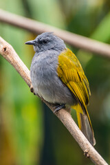The grey-bellied bulbul (Ixodia cyaniventris) is a species of songbird in the bulbul family. It is found on the Malay Peninsula, Sumatra and Borneo.