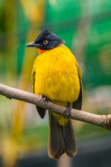 The ruby-throated bulbul (Rubigula dispar), or yellow bulbul, also known as flame throated bulbul is a member of the bulbul