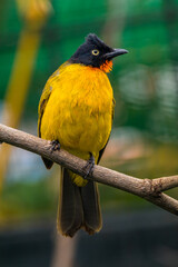 The ruby-throated bulbul (Rubigula dispar), or yellow bulbul, also known as flame throated bulbul is a member of the bulbul