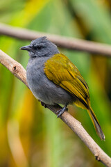 The grey-bellied bulbul (Ixodia cyaniventris) is a species of songbird in the bulbul family. It is found on the Malay Peninsula, Sumatra and Borneo.