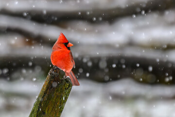 Cardinal in our yard in Spring after a snowfall makes it feel and look like winter again.  Male bird posing in our yard.