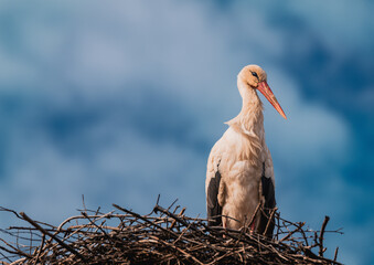 stork in the nest