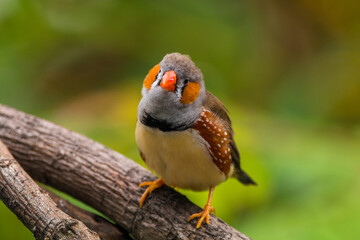 The zebra finches are two species of estrildid finch in the genus Taeniopygia found in Australia and Indonesia.