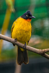 The ruby-throated bulbul (Rubigula dispar), or yellow bulbul, also known as flame throated bulbul is a member of the bulbul
