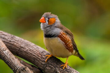 The zebra finches are two species of estrildid finch in the genus Taeniopygia found in Australia and Indonesia.