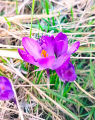 spring crocus flowers