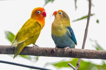 Fischer's lovebird (Agapornis fischeri) is a small parrot species of the genus Agapornis. - obrazy, fototapety, plakaty