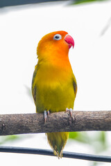 Fischer's lovebird (Agapornis fischeri) is a small parrot species of the genus Agapornis.