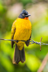 The ruby-throated bulbul (Rubigula dispar), or yellow bulbul, also known as flame throated bulbul is a member of the bulbul