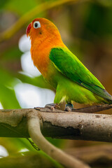 Fischer's lovebird (Agapornis fischeri) is a small parrot species of the genus Agapornis.