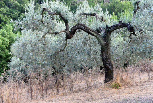 Üppiger Olivenbaum auf einem Hang