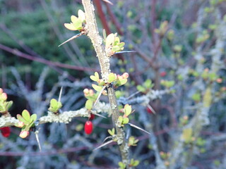 fresh green twig tree branch in spring