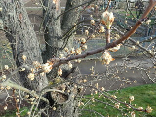 fresh green twig tree branch in spring