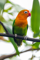 Fischer's lovebird (Agapornis fischeri) is a small parrot species of the genus Agapornis.