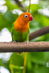 Fischer's lovebird (Agapornis fischeri) is a small parrot species of the genus Agapornis.