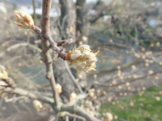 fresh green twig tree branch in spring