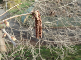 fresh green twig tree branch in spring