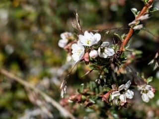 fresh green twig tree branch in spring