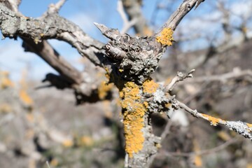 fantastic natural shapes of a tree branches
