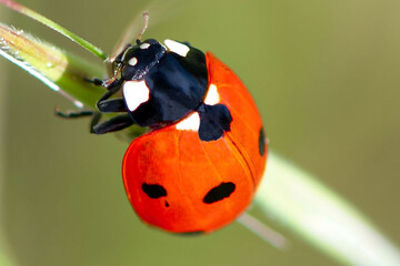 Vibrant red ladybug climbing on a green stem