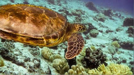 Fototapeta premium Enchanting sea turtle glides over a coral reef, its shell a mosaic of patterns in this undersea scene, ideal for environmental and marine life education.