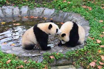 giant panda 