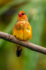 The red avadavat (Amandava amandava), red munia or strawberry finch, is a sparrow-sized bird of the family Estrildidae