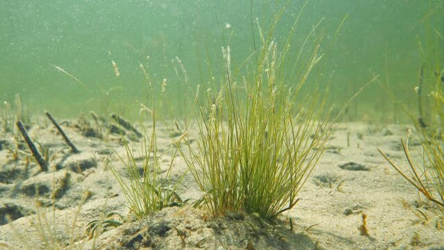 Narrow-leaved bulbous rush aquatic plant underwater
