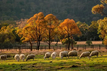 Foto op Plexiglas Australian countryside rural autumn landscape. Group of sheep grazing in paddock at farm © Barra Fire