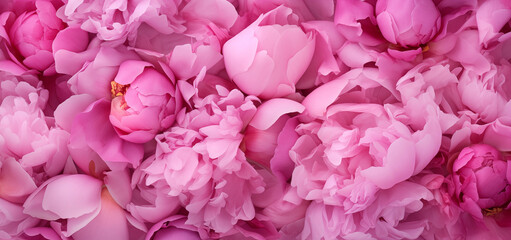 Pink Peony flower petals background image