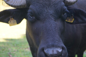 Close Up vom Kopf eines schwarzen Wasserbüffels mit großen Hörnern und Fliegen um die Augen