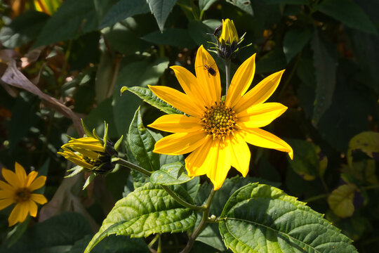 Topinambur, Helianthus tuberosus, is a species of sunflower native to central North America which is used as a root vegetable.